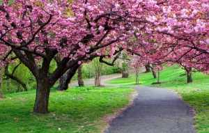 beautiful_spring_blossom_trees7