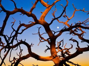 arches-leafless-tree_2038_600x450